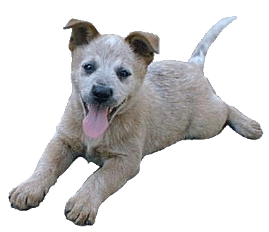 heeler dog condition